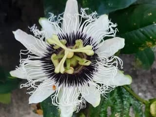 WebCAM de Flordefogo